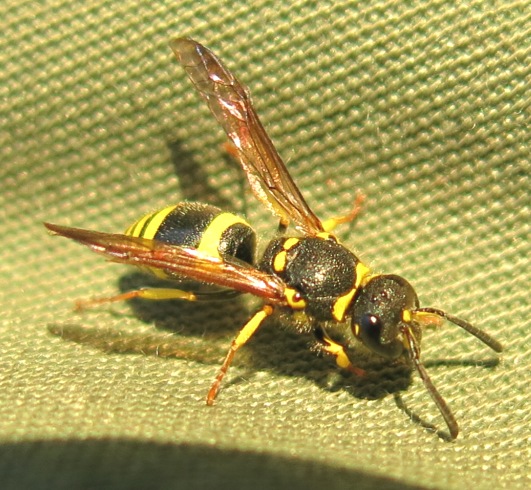 Ancistrocerus longispinosus, Vespidae Eumeninae