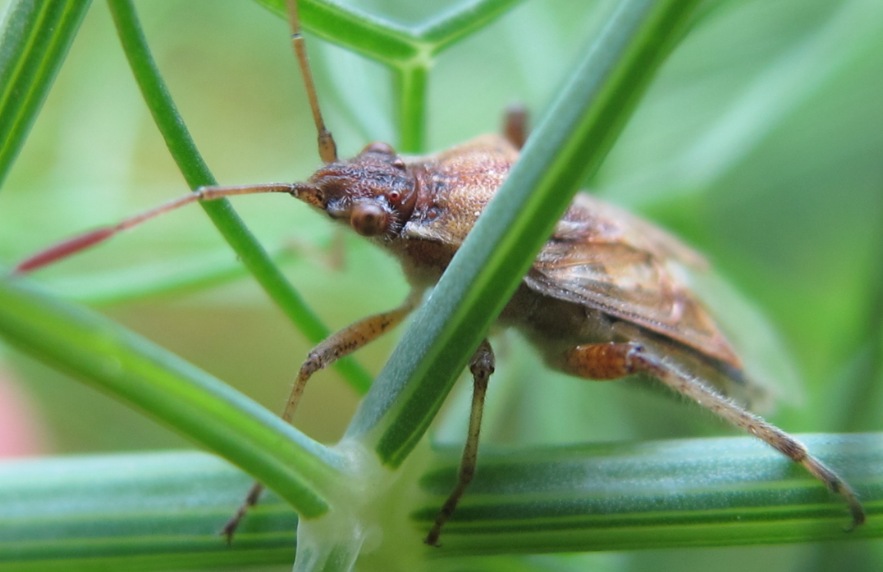 Rhopalidae: Stictopleurus cfr. pictus