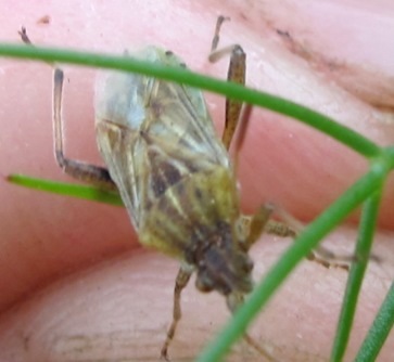 Rhopalidae: Stictopleurus cfr. pictus