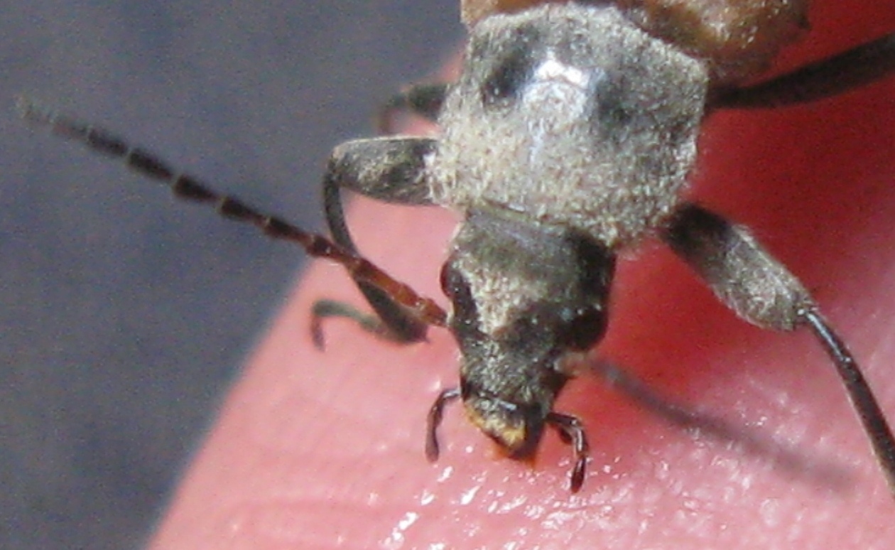 Tenebrionidae da determinare ? - Megischia curvipes