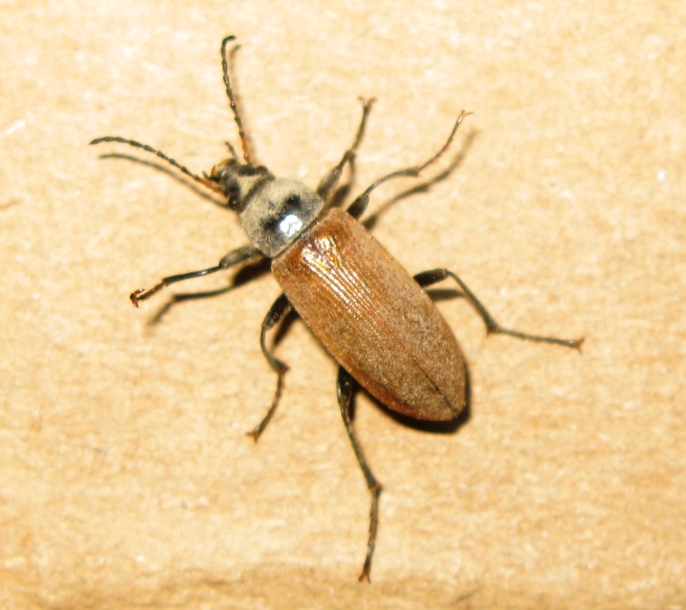 Tenebrionidae da determinare ? - Megischia curvipes