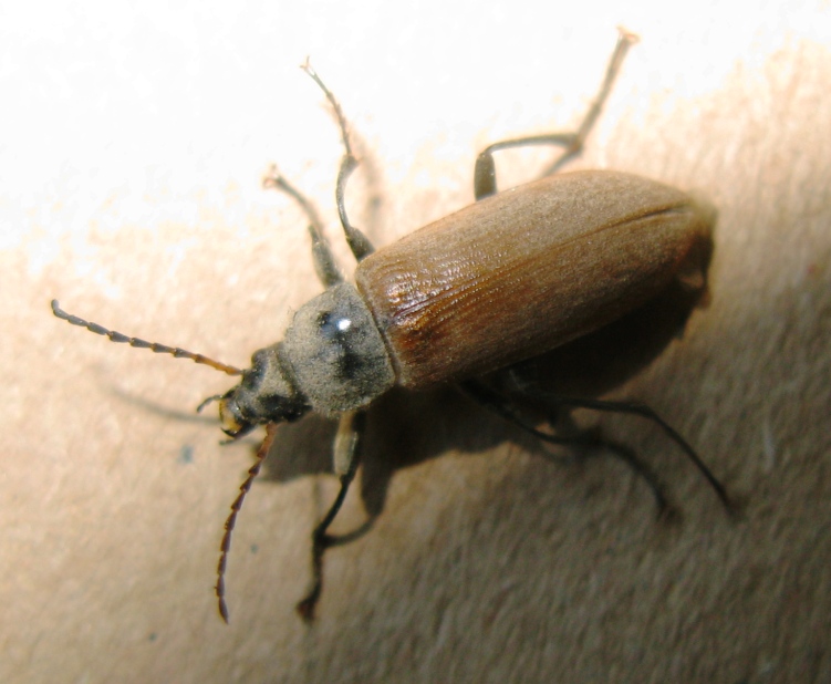 Tenebrionidae da determinare ? - Megischia curvipes