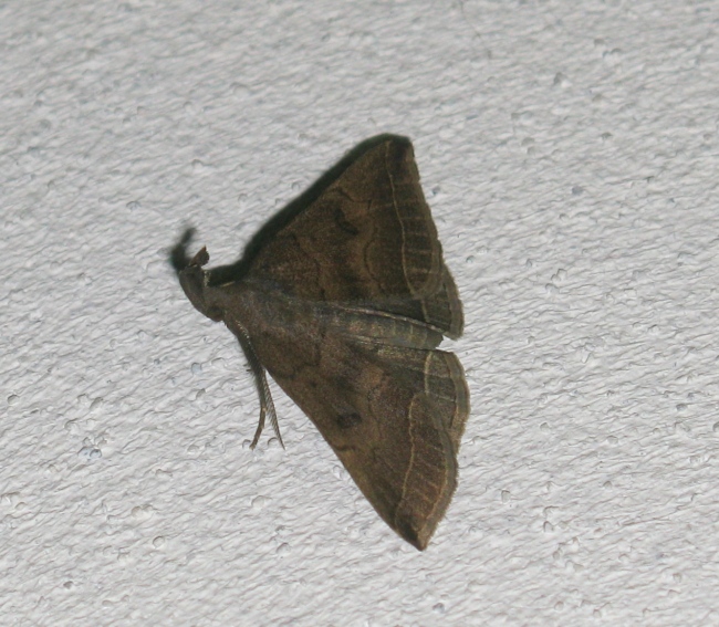 Noctuidae?  No, Pechipogo plumigeralis  (Erebidae Herminiinae)