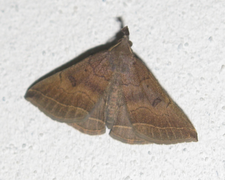 Noctuidae?  No, Pechipogo plumigeralis  (Erebidae Herminiinae)