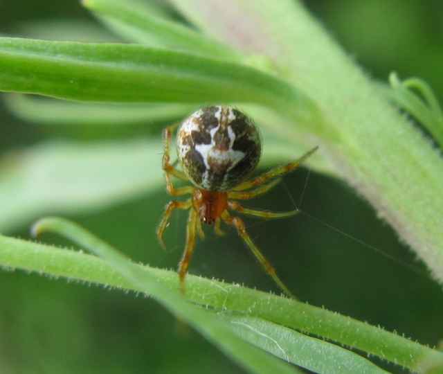 Simitidion simile - Acquapendente (VT)