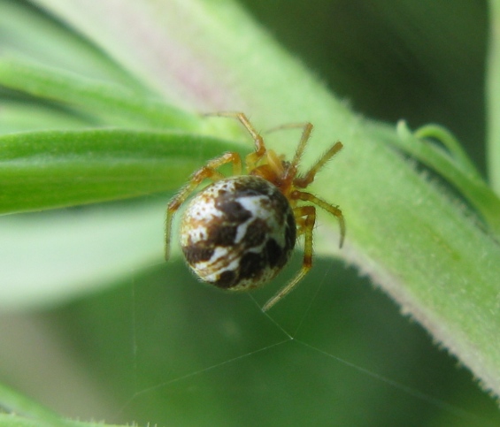 Simitidion simile - Acquapendente (VT)