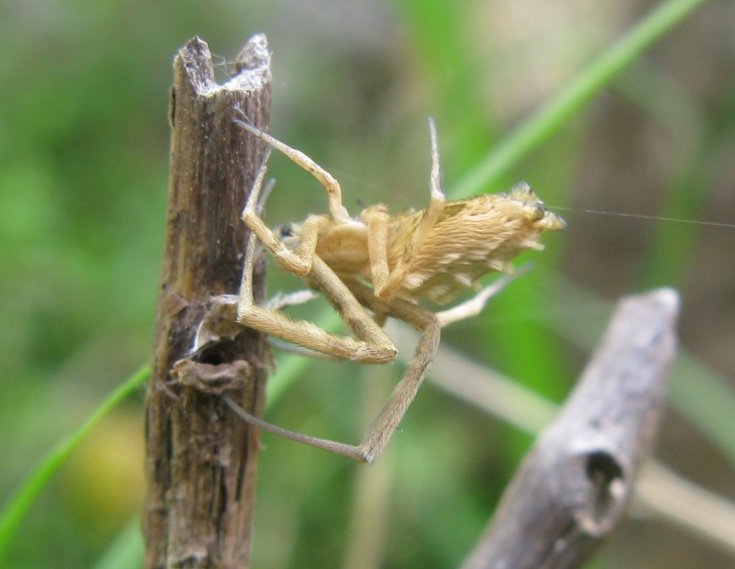 Uloborus walckenaerius - Acquapendente (VT)