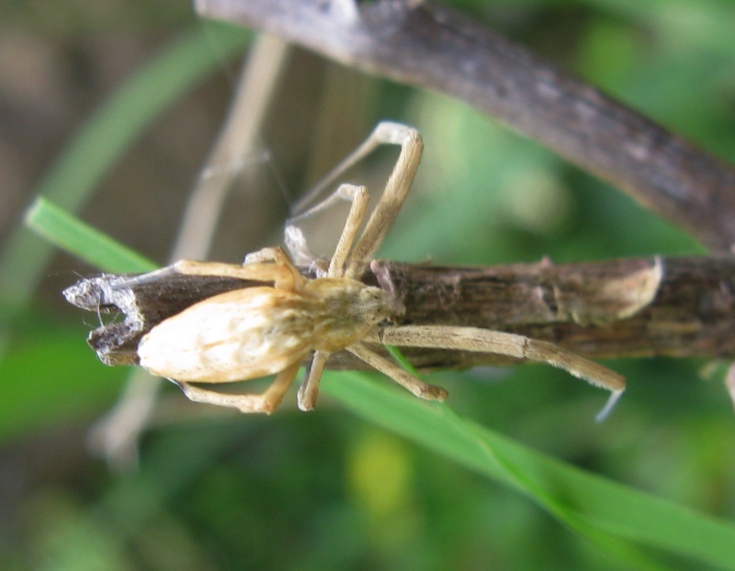 Uloborus walckenaerius - Acquapendente (VT)