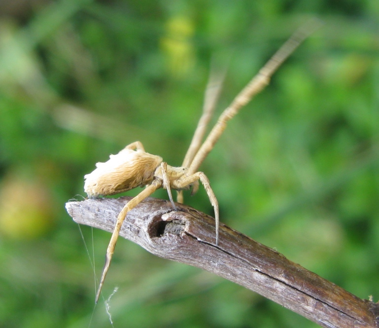 Uloborus walckenaerius - Acquapendente (VT)