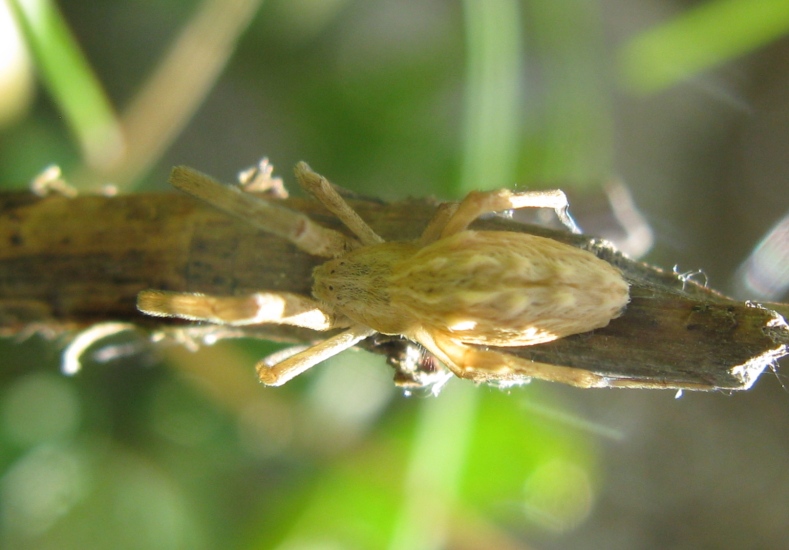 Uloborus walckenaerius - Acquapendente (VT)