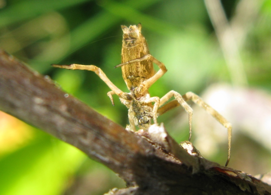 Uloborus walckenaerius - Acquapendente (VT)