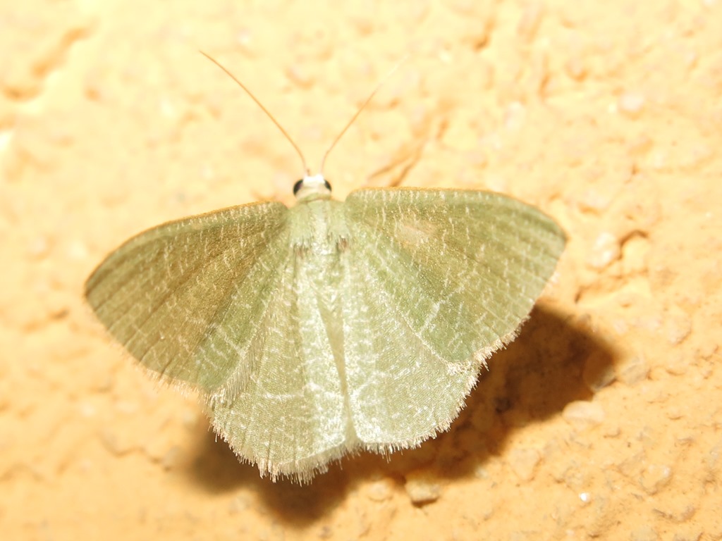 Geometridae - Phaiogramma etruscaria? S