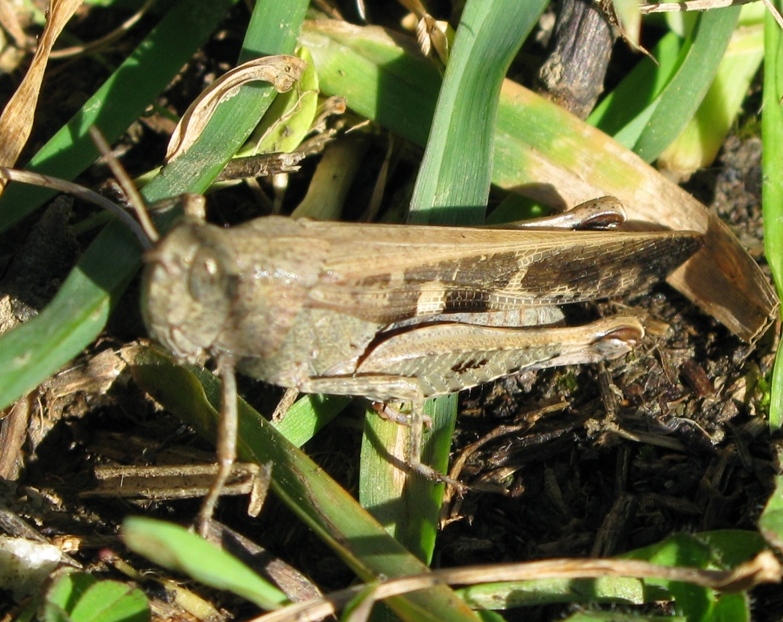 Acrididae da determinare? 3