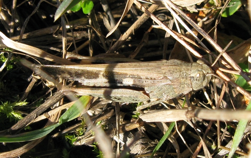 Acrididae da determinare? 3
