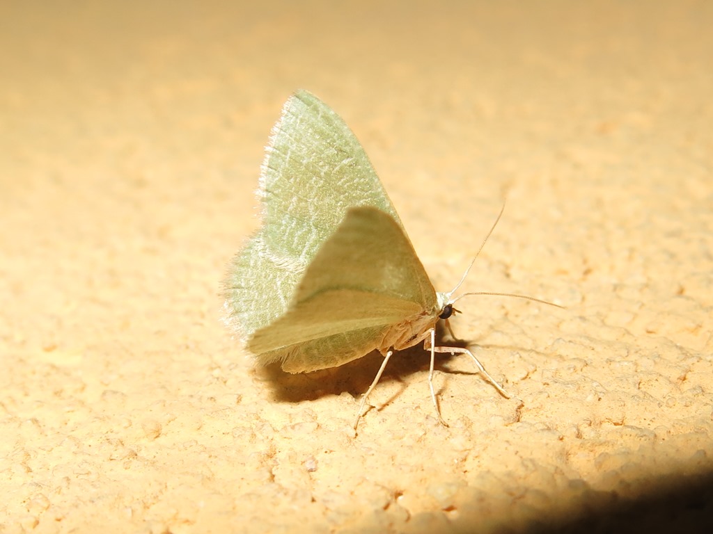 Geometridae - Phaiogramma etruscaria? S