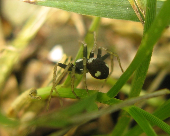 Pulchellodromus bistigma - Acquapendente (VT)