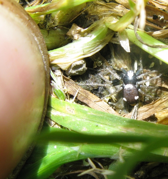 Pulchellodromus bistigma - Acquapendente (VT)
