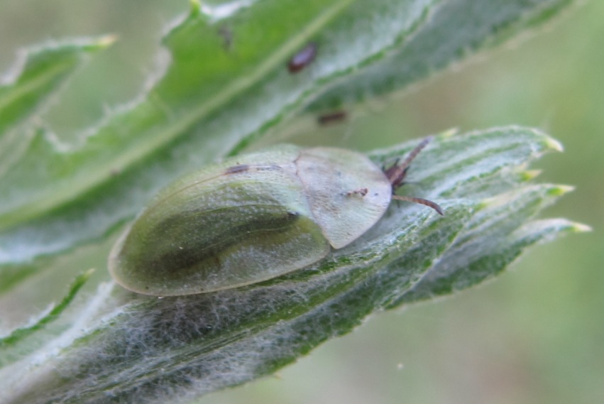 Chrysomelidae - Cassida rubiginosa ?