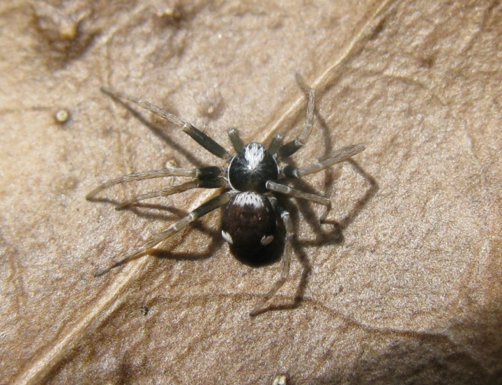 Pulchellodromus bistigma - Acquapendente (VT)