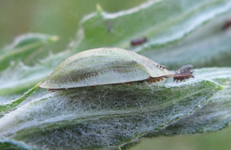 Chrysomelidae - Cassida rubiginosa ?