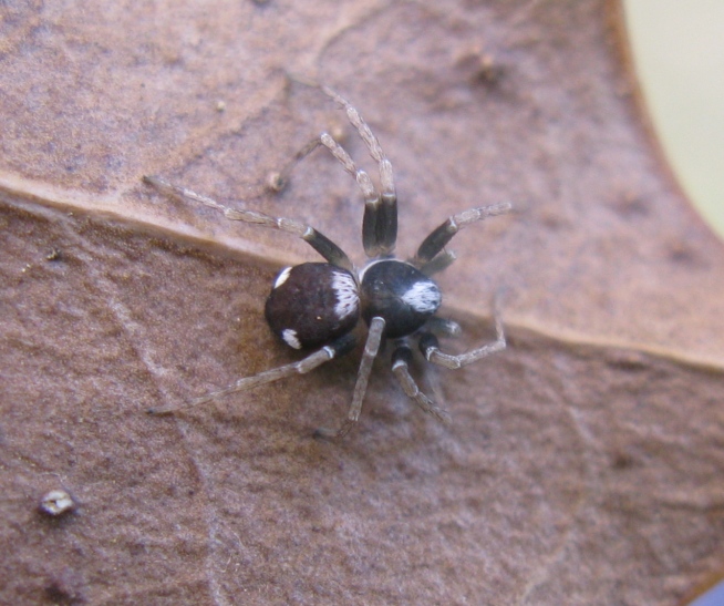 Pulchellodromus bistigma - Acquapendente (VT)