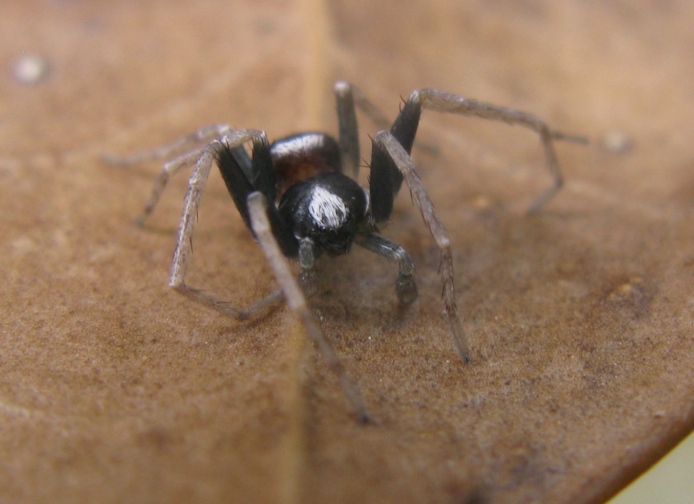Pulchellodromus bistigma - Acquapendente (VT)