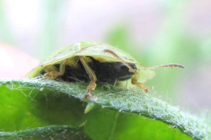 Chrysomelidae - Cassida rubiginosa ?