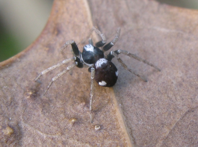 Pulchellodromus bistigma - Acquapendente (VT)