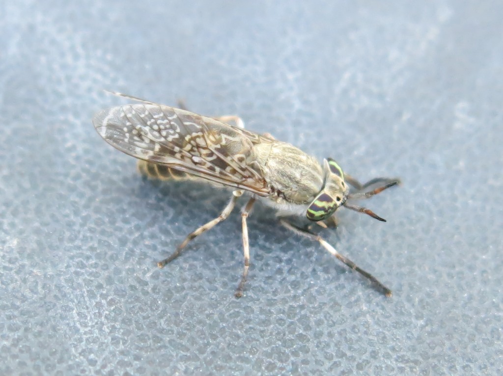 Haematopota cf. italica femmina (Tabanidae)