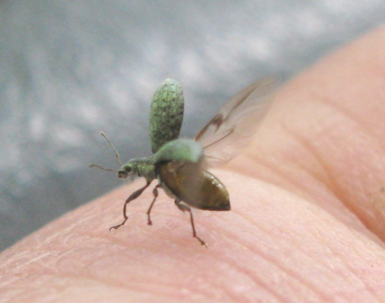 Curculionidae da determinare  - Polydrusus cervinus