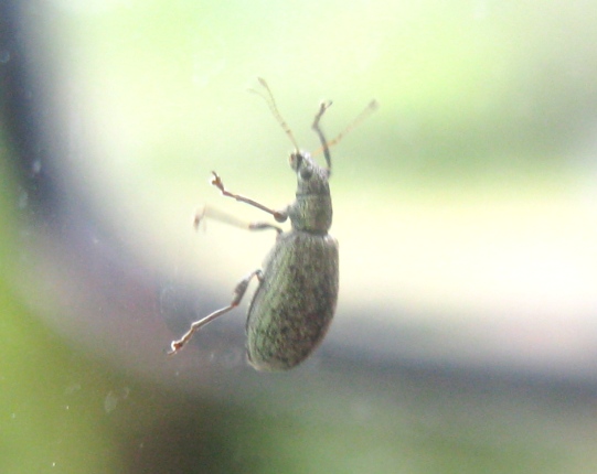 Curculionidae da determinare  - Polydrusus cervinus