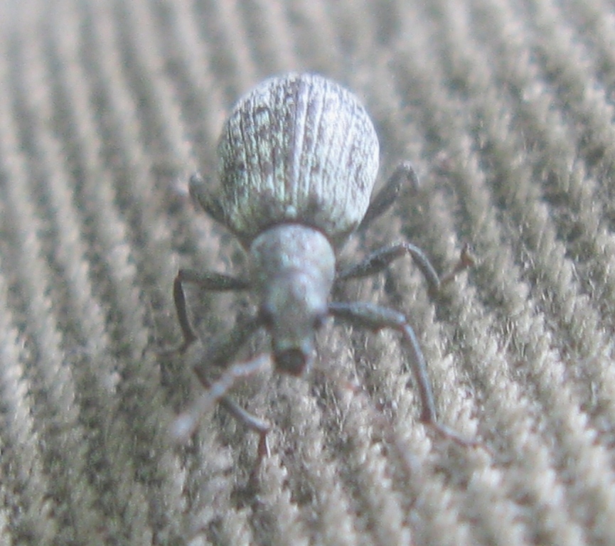 Curculionidae da determinare  - Polydrusus cervinus