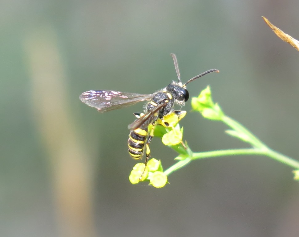 Cerceris quadricincta, Crabronidae