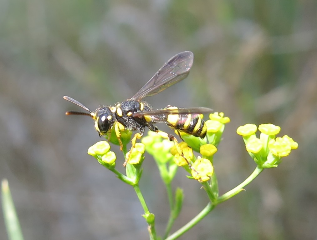 Cerceris quadricincta, Crabronidae