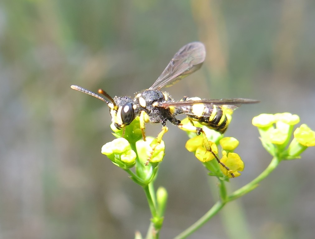Cerceris quadricincta, Crabronidae