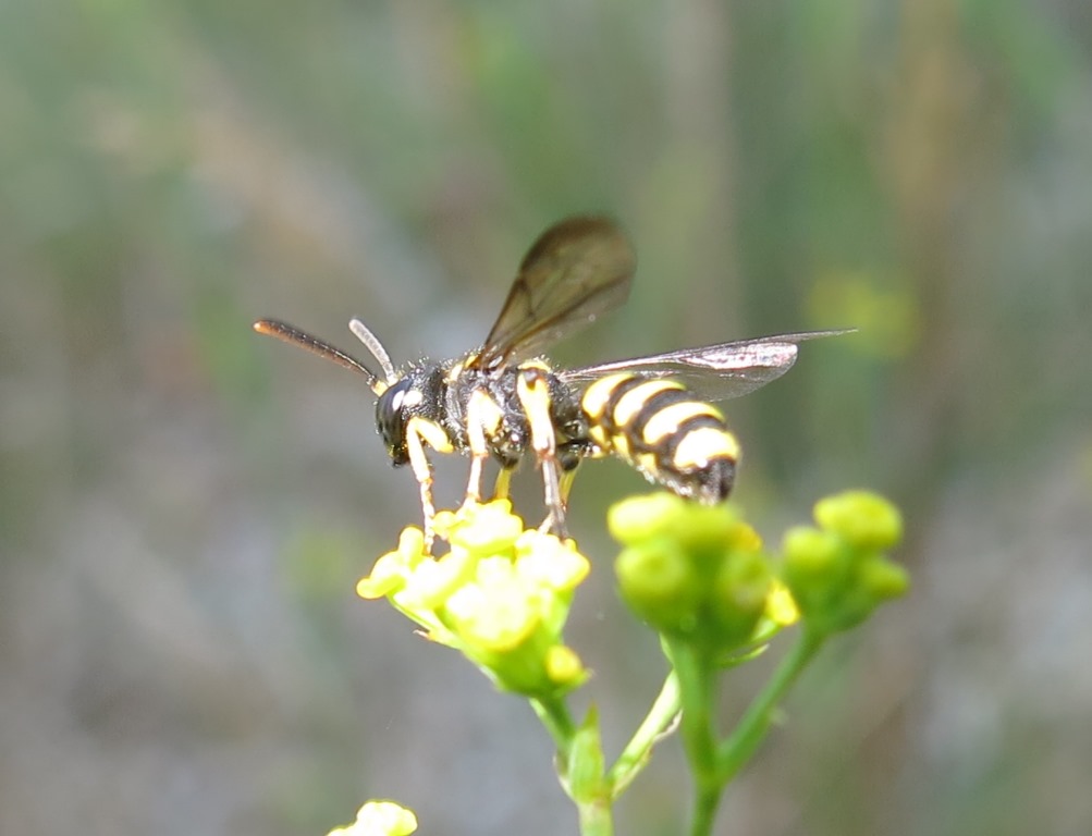 Cerceris quadricincta, Crabronidae