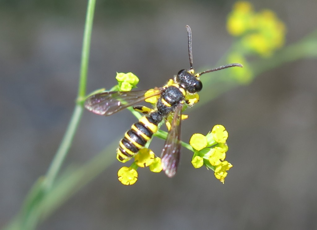 Cerceris quadricincta, Crabronidae