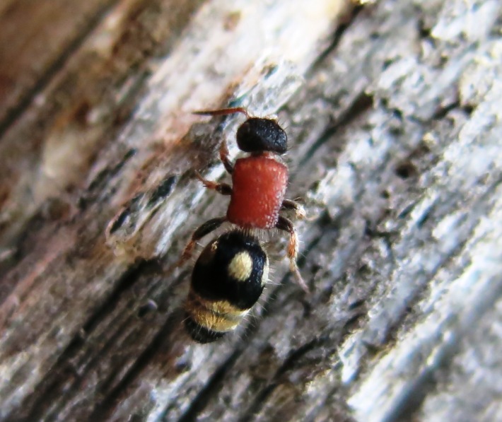 Mutillidae: Physetopoda cfr. scutellaris