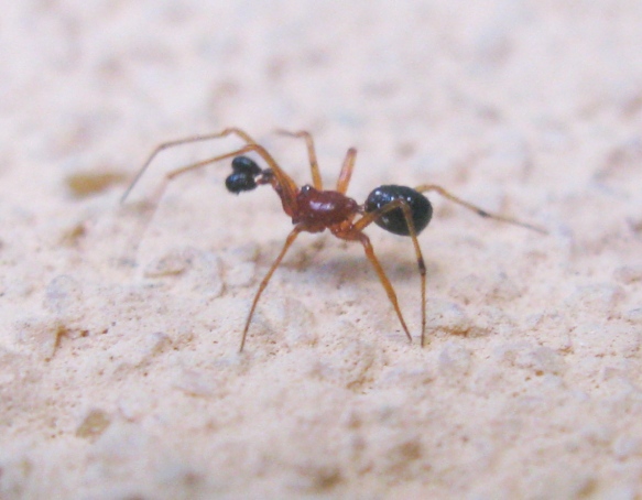 Neottiura herbigrada - Acquapendente (VT)