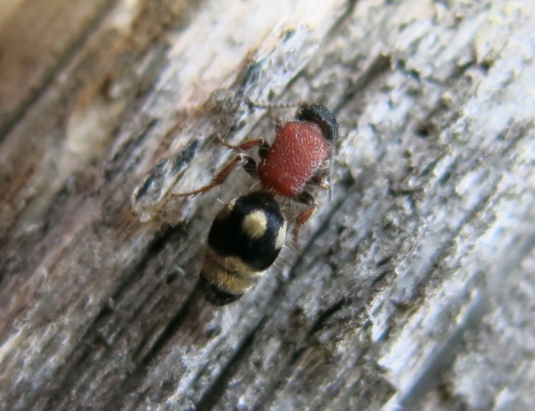 Mutillidae: Physetopoda cfr. scutellaris