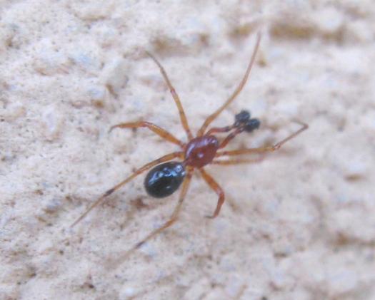 Neottiura herbigrada - Acquapendente (VT)