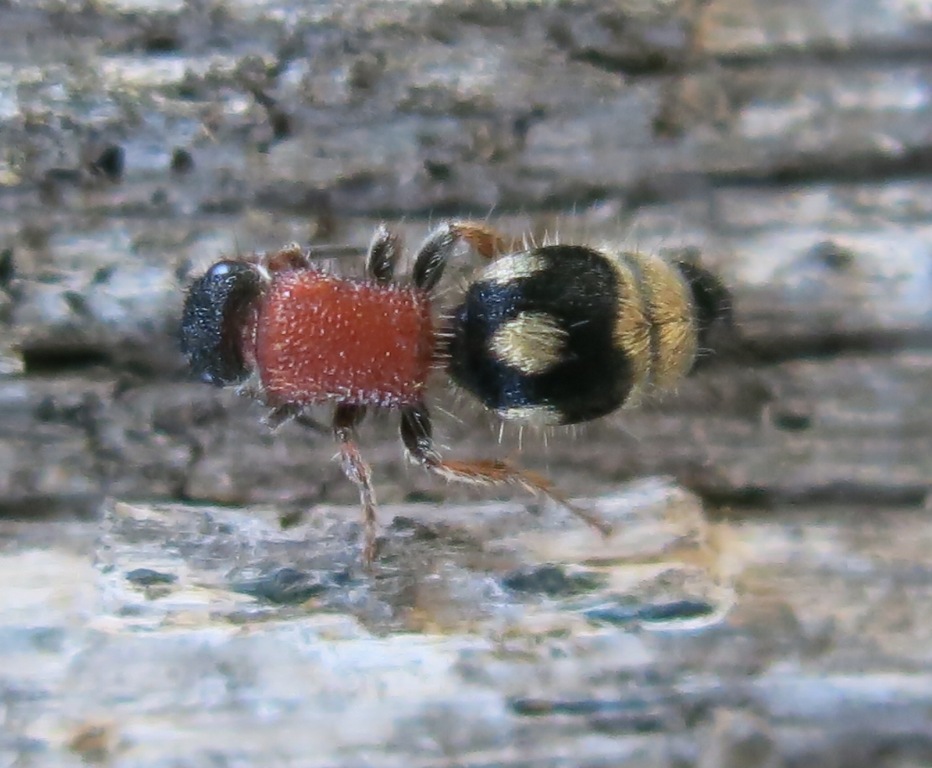 Mutillidae: Physetopoda cfr. scutellaris