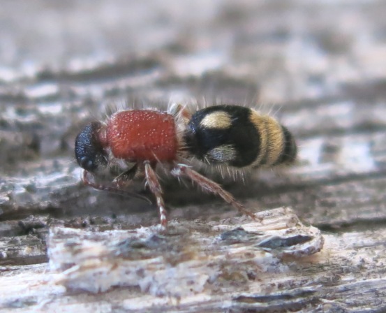 Mutillidae: Physetopoda cfr. scutellaris