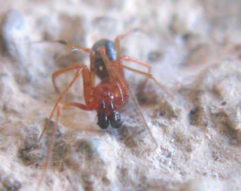 Neottiura herbigrada - Acquapendente (VT)