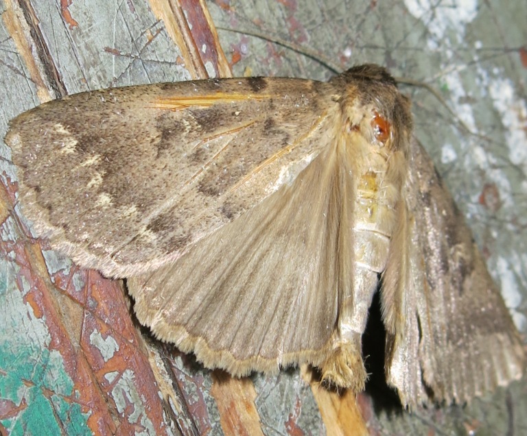 vecchio noctuidae: Apopestes spectrum