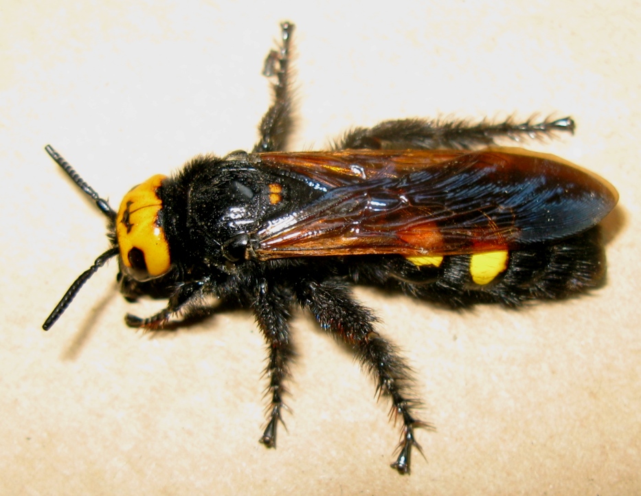 Femmina di Megascolia maculata flavifrons