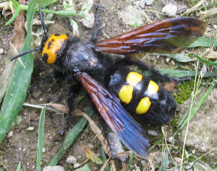 Femmina di Megascolia maculata flavifrons