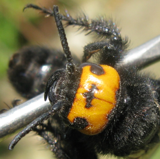 Femmina di Megascolia maculata flavifrons