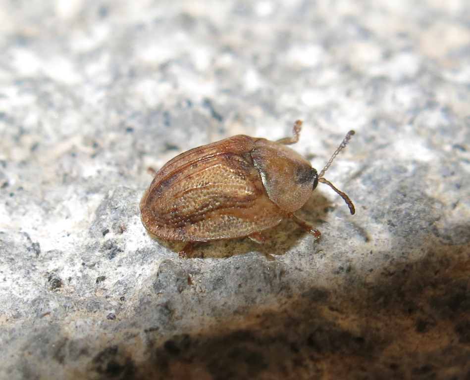 Hypocassida subferruginea, Chrysomelidae