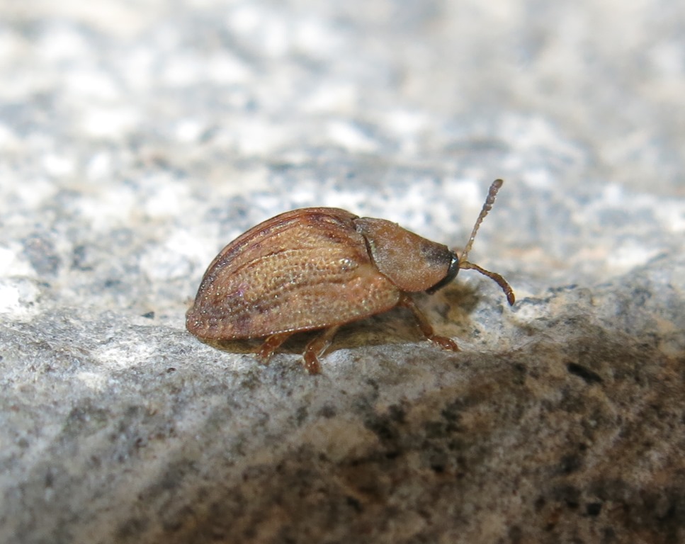 Hypocassida subferruginea, Chrysomelidae